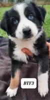 BTF3, a female Australian Shepherd for sale in Hampton, MN – 3 of 5