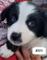 BTF1, a female Australian Shepherd for sale in Hampton, MN – 5 of 5