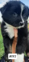 BTF2, a female Australian Shepherd for sale in Hampton, MN – 2 of 3