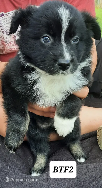BTF2 – Australian Shepherd puppy for sale in Hampton, MN