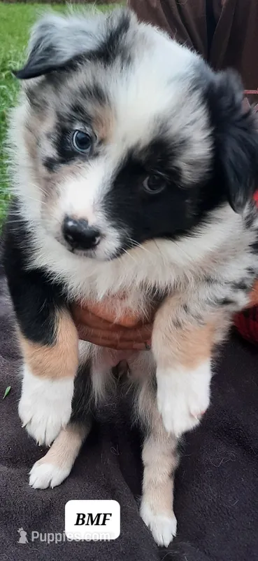 BMF – Australian Shepherd puppy for sale in Hampton, MN