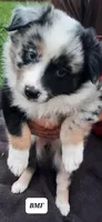 BMF, a female Australian Shepherd for sale in Hampton, MN – 1 of 3