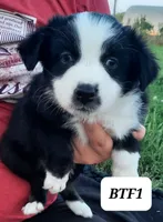 BTF1, a female Australian Shepherd for sale in Hampton, MN – 2 of 5