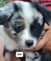 BMF, a female Australian Shepherd for sale in Hampton, MN – 3 of 3