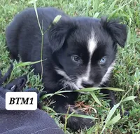 BTM1, a male Australian Shepherd for sale in Hampton, MN – 2 of 4