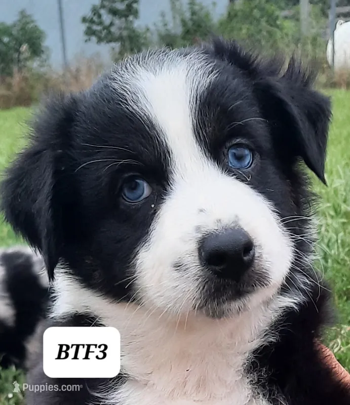 BTF3 – Australian Shepherd puppy for sale in Hampton, MN