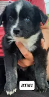 BTM1, a male Australian Shepherd for sale in Hampton, MN – 3 of 4
