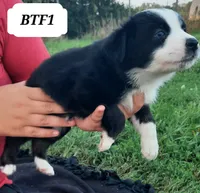 BTF1, a female Australian Shepherd for sale in Hampton, MN – 4 of 5