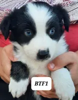BTF1, a female Australian Shepherd for sale in Hampton, MN – 3 of 5