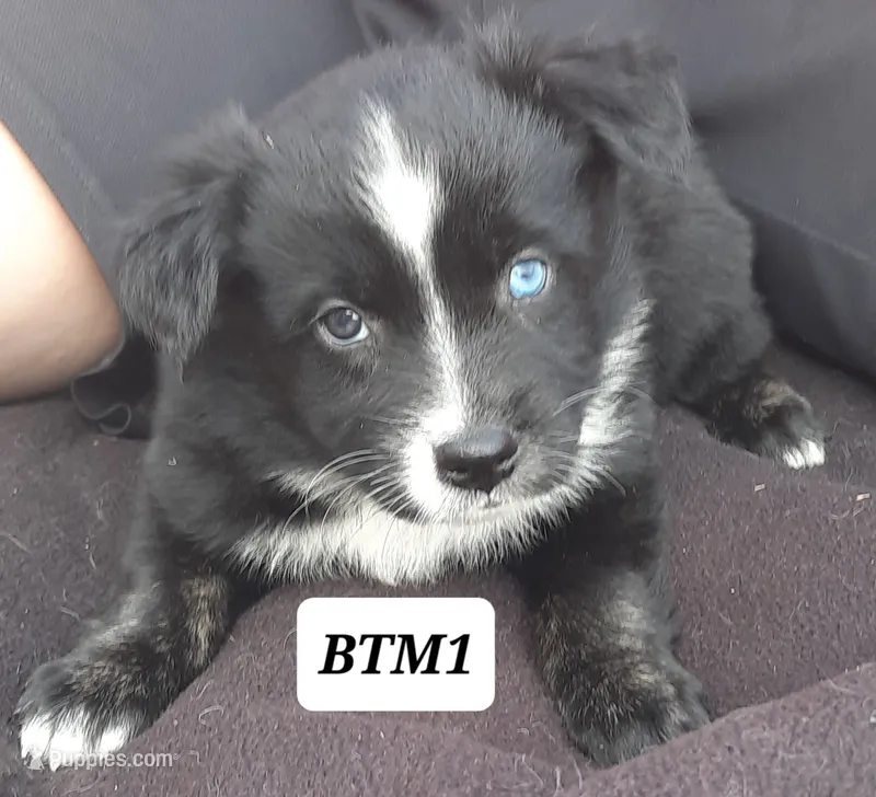 BTM1 – Australian Shepherd puppy for sale in Hampton, MN