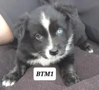 BTM1, a male Australian Shepherd for sale in Hampton, MN – 1 of 4