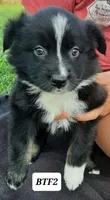 BTF2, a female Australian Shepherd for sale in Hampton, MN – 3 of 3