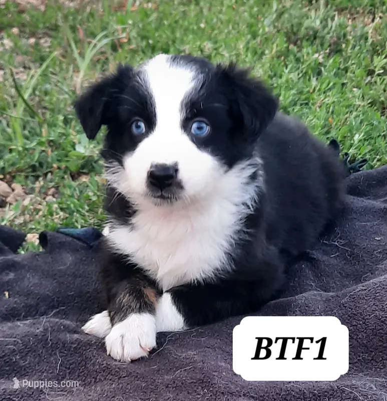 BTF1 – Australian Shepherd puppy for sale in Hampton, MN
