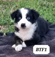 BTF1, a female Australian Shepherd for sale in Hampton, MN – 1 of 5