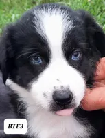 BTF3, a female Australian Shepherd for sale in Hampton, MN – 2 of 5