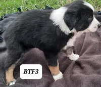 BTF3, a female Australian Shepherd for sale in Hampton, MN – 5 of 5