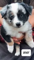 BMF, a female Australian Shepherd for sale in Hampton, MN – 2 of 3