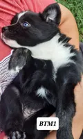 BTM1, a male Australian Shepherd for sale in Hampton, MN – 4 of 4