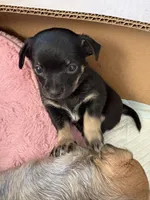 Eddy 6 weeks, a male Chihuahua for sale in Bayville, NJ – 9 of 9