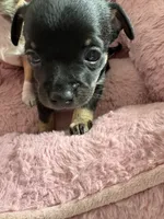Eddy 6 weeks, a male Chihuahua for sale in Bayville, NJ – 5 of 9