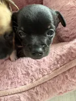 Eddy 6 weeks, a male Chihuahua for sale in Bayville, NJ – 3 of 9