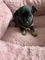 Eddy 6 weeks, a male Chihuahua for sale in Bayville, NJ – 4 of 9