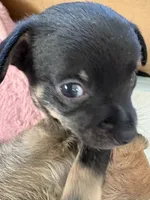 Eddy 6 weeks, a male Chihuahua for sale in Bayville, NJ – 8 of 9