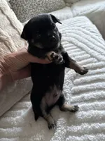 Eddy 6 weeks, a male Chihuahua for sale in Bayville, NJ – 6 of 9