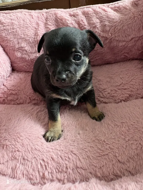 Eddy 6 weeks – Chihuahua puppy for sale in Bayville, NJ