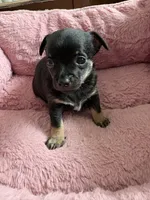 Eddy 6 weeks, a male Chihuahua for sale in Bayville, NJ – 1 of 9