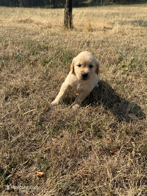 Rec – Goldador puppy for sale in Coeur d'Alene, ID