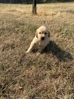 Rec, a male Goldador for sale in Coeur d'Alene, ID – 1 of 1