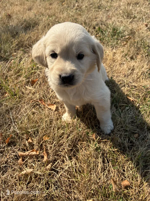 Echo – Goldador puppy for sale in Coeur d'Alene, ID