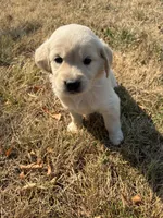 Echo, a female Goldador for sale in Coeur d'Alene, ID – 1 of 1