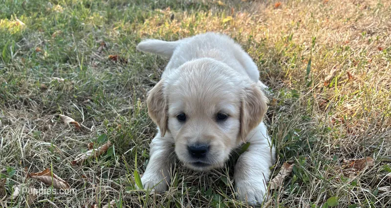 Otis – Goldador puppy for sale in Coeur d'Alene, ID