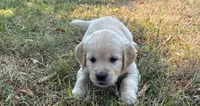 Otis, a male Goldador for sale in Coeur d'Alene, ID – 1 of 1
