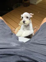 Ricky, a male Morkie for sale in Foley, AL – Photo 2 of 10