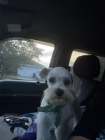 Ricky, a male Morkie for sale in Foley, AL – Photo 5 of 10