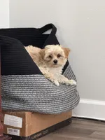 Ricky, a male Morkie for sale in Foley, AL – Photo 6 of 10