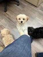 Ricky, a male Morkie for sale in Foley, AL – Photo 8 of 10