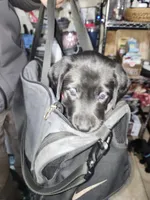 Red collar, a female Labrador Retriever for sale in Seymour, WI – Photo 1 of 3