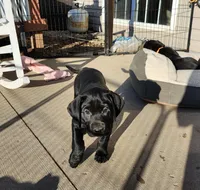 Red collar, a female Labrador Retriever for sale in Seymour, WI – Photo 3 of 3