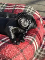Red collar, a female Labrador Retriever for sale in Seymour, WI – Photo 2 of 3