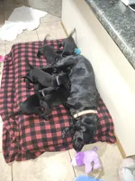 Blue collar, a male Labrador Retriever for sale in Seymour, WI – Photo 4 of 5