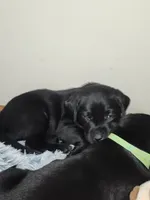 Blue collar, a male Labrador Retriever for sale in Seymour, WI – Photo 5 of 5