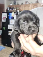 Blue collar, a male Labrador Retriever for sale in Seymour, WI – Photo 1 of 5