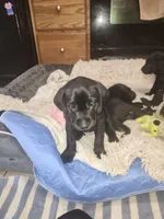 Blue collar, a male Labrador Retriever for sale in Seymour, WI – Photo 2 of 5