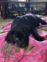 Orange collar (Emmie), a female Labrador Retriever for sale in Seymour, WI – Photo 1 of 3
