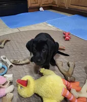Orange collar (Emmie), a female Labrador Retriever for sale in Seymour, WI – Photo 3 of 3