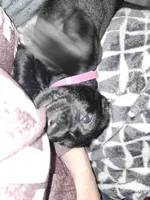 Orange collar (Emmie), a female Labrador Retriever for sale in Seymour, WI – Photo 2 of 3